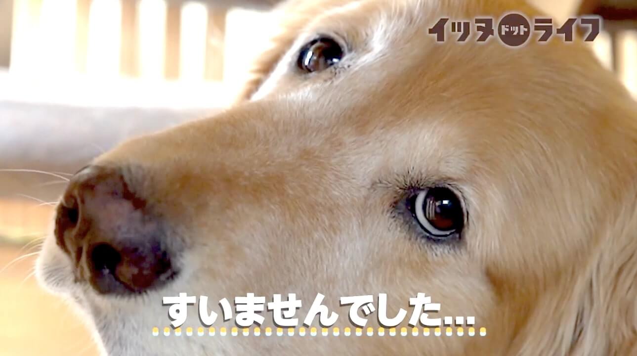 ゴールデン,動画,イッヌドットライフ