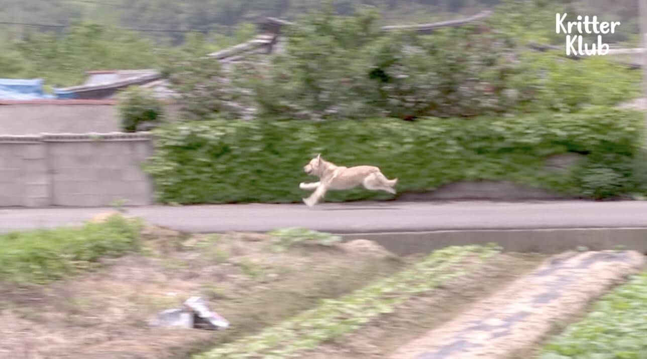 ゴールデンレトリーバー,動画