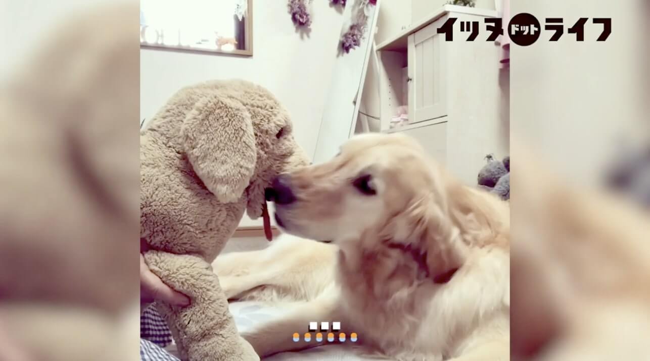 ゴールデン,動画,イッヌドットライフ