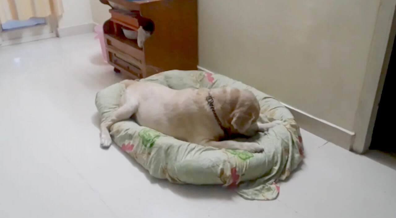 ラブラドールレトリーバー,動画