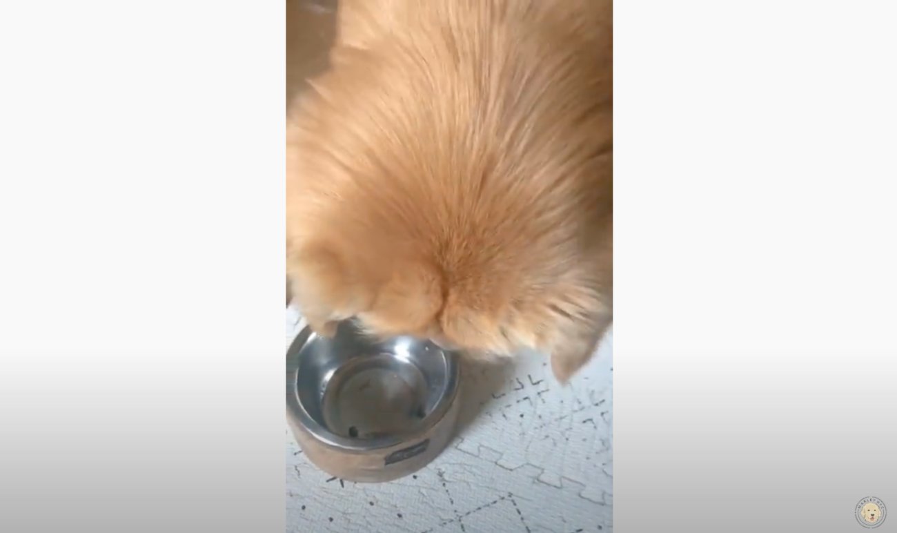 ゴールデンレトリーバー,動画