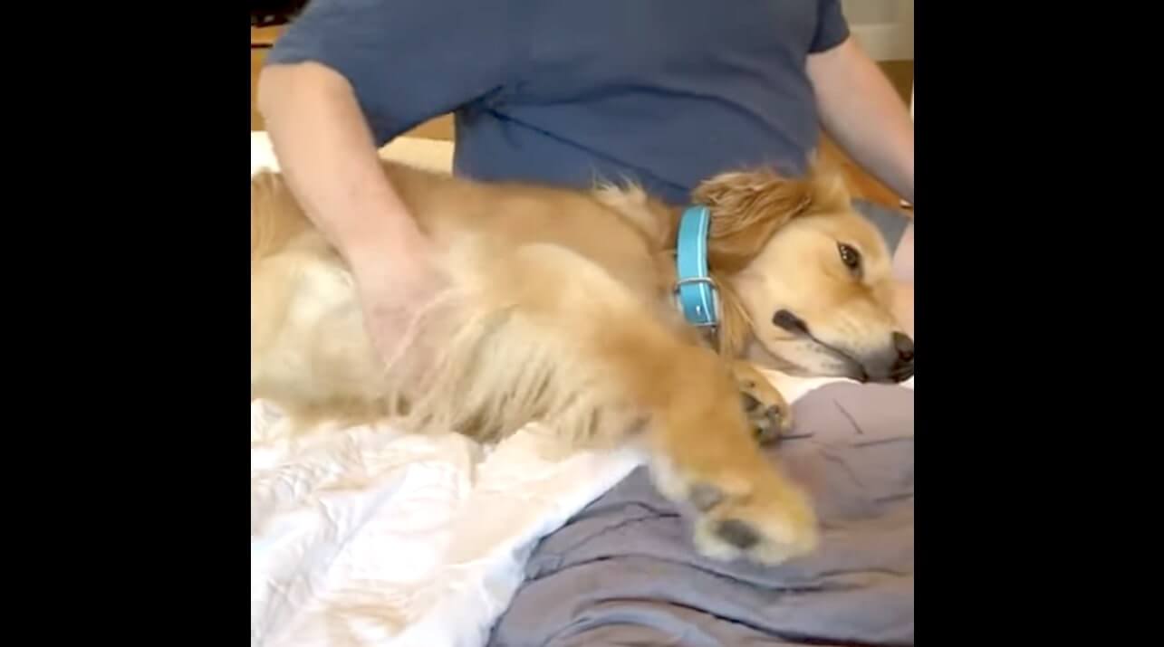 ゴールデンレトリーバー,動画