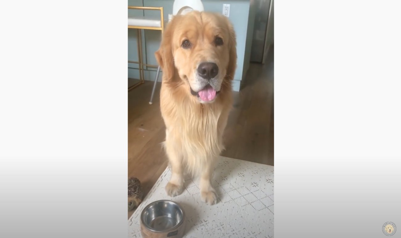 ゴールデンレトリーバー,動画