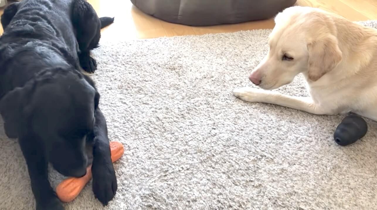 ラブラドールレトリーバー,動画