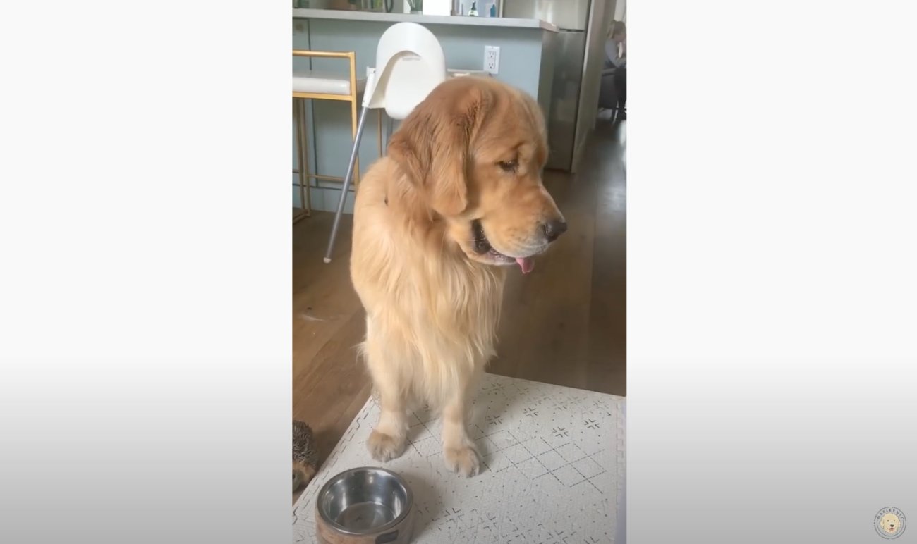 ゴールデンレトリーバー,動画