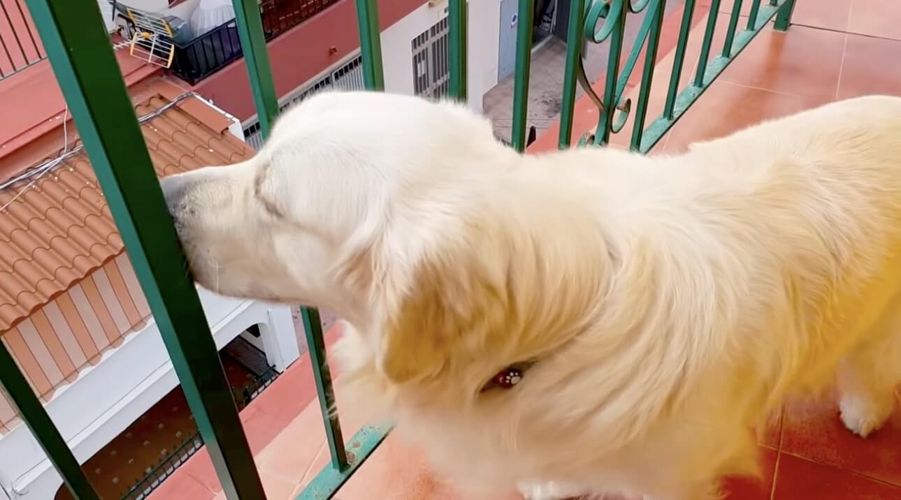 ゴールデンレトリーバー,動画