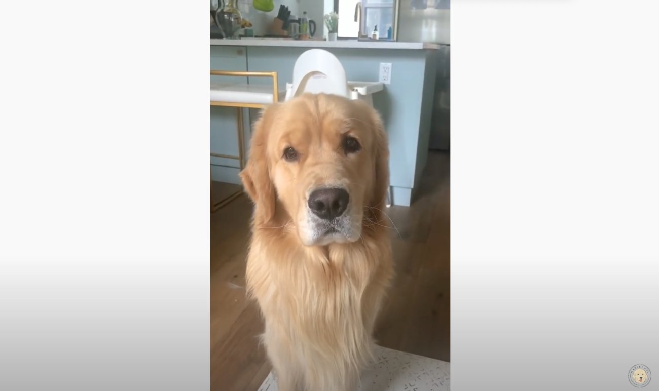 ゴールデンレトリーバー,動画