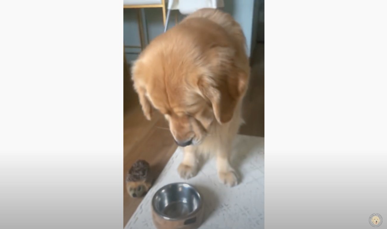 ゴールデンレトリーバー,動画