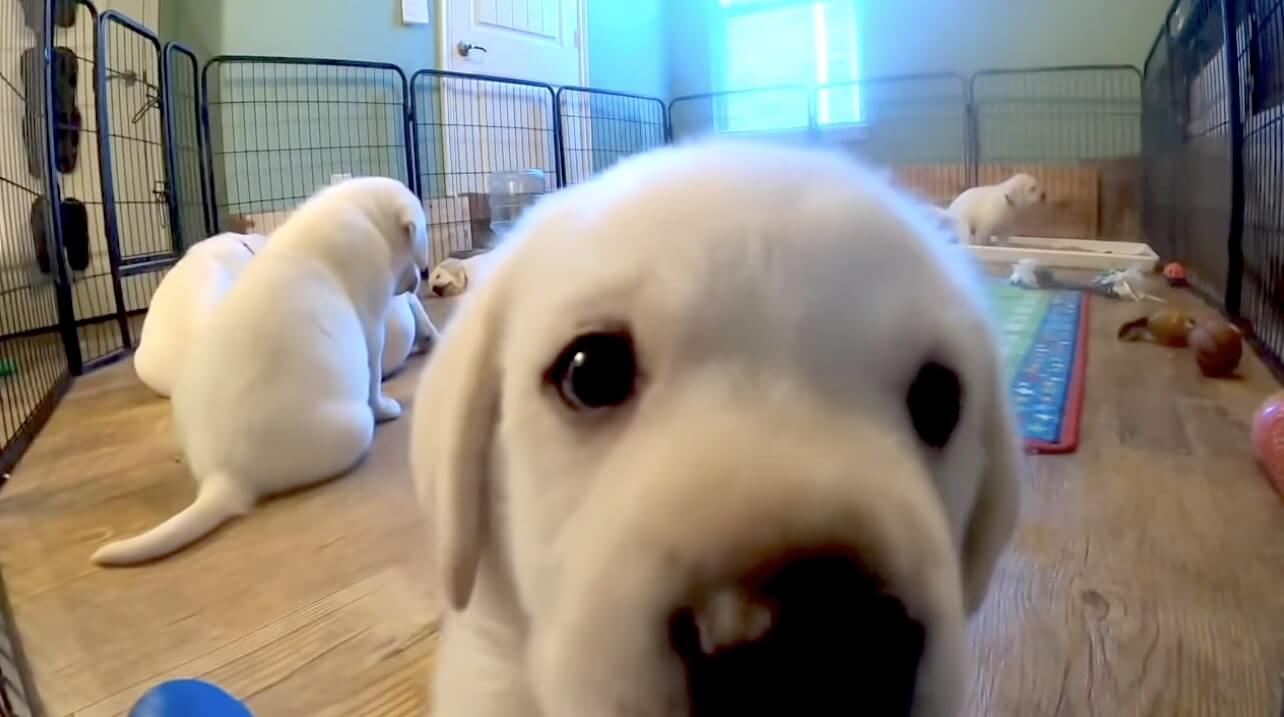 ラブラドールレトリーバー,動画