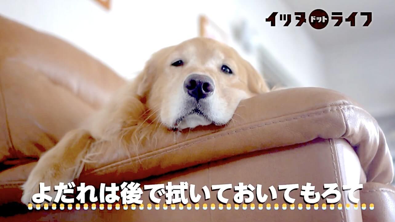 ゴールデン,動画,イッヌドットライフ