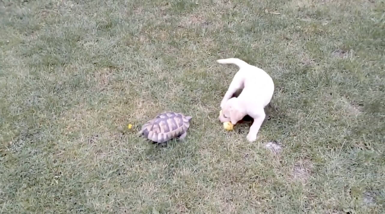 ラブラドールレトリーバー,動画