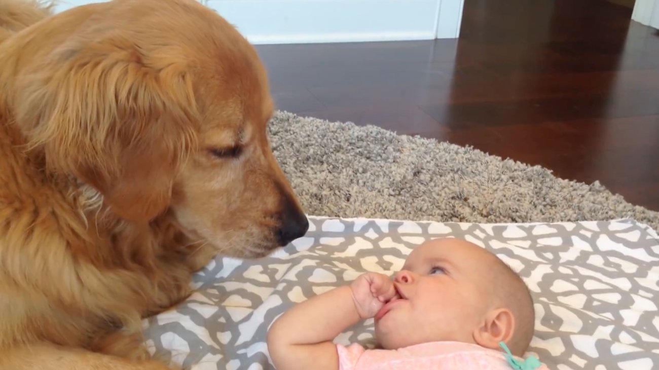 ゴールデンレトリーバー,動画