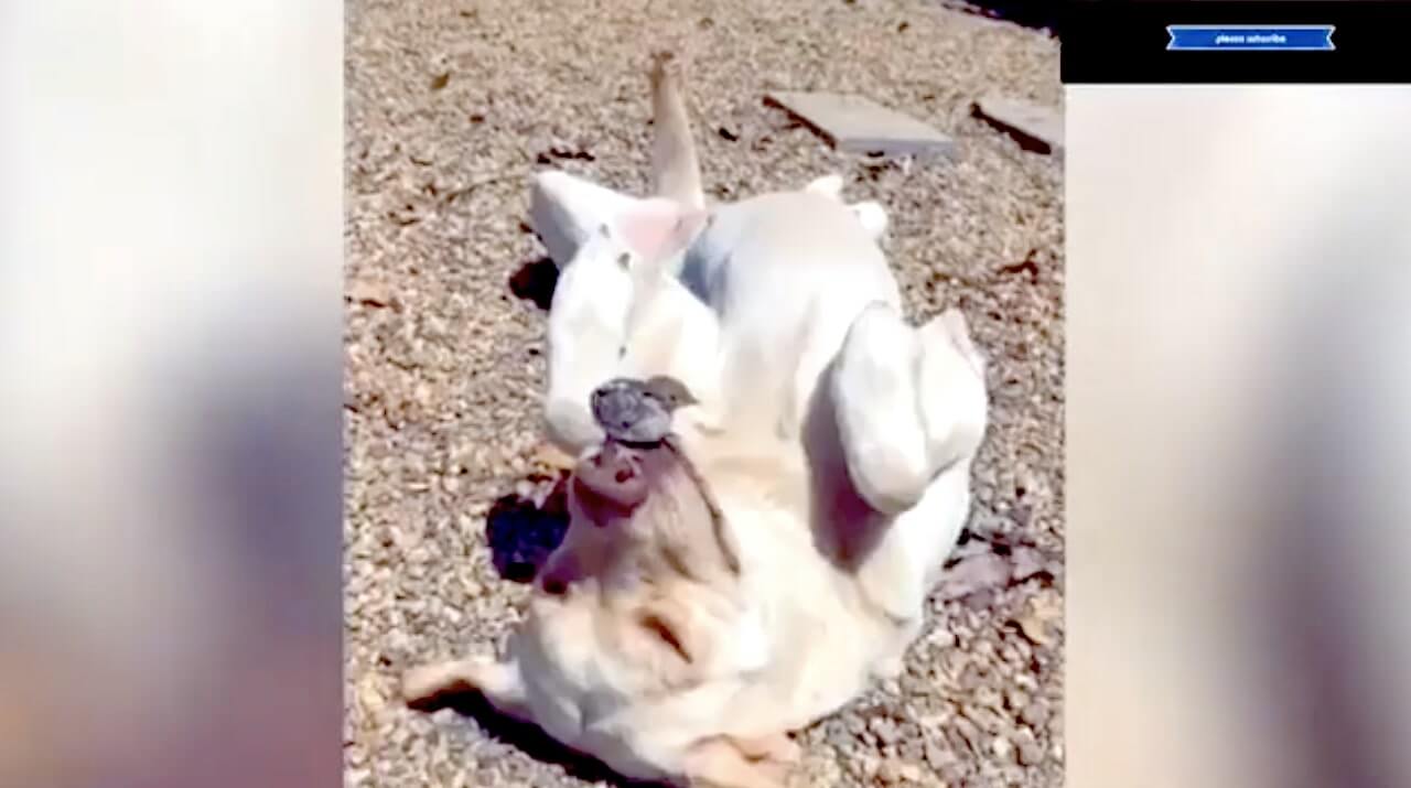 ラブラドールレトリーバー,動画