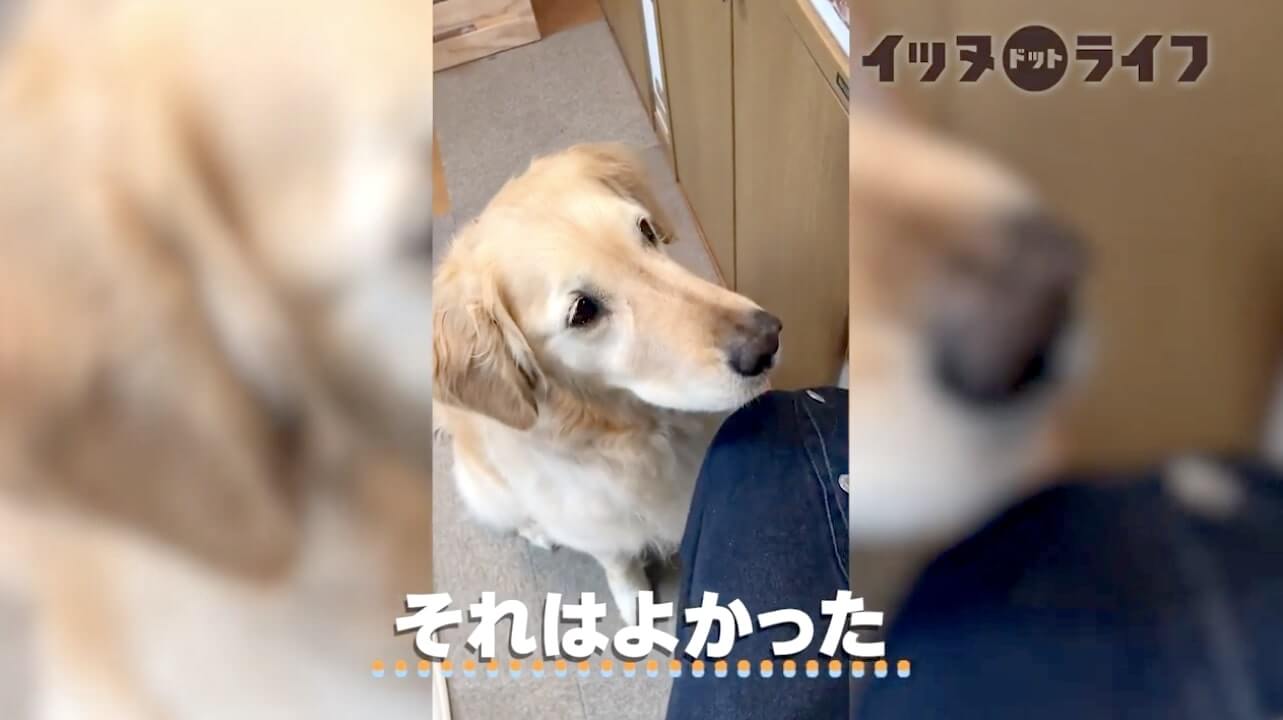 ゴールデン,動画,イッヌドットライフ