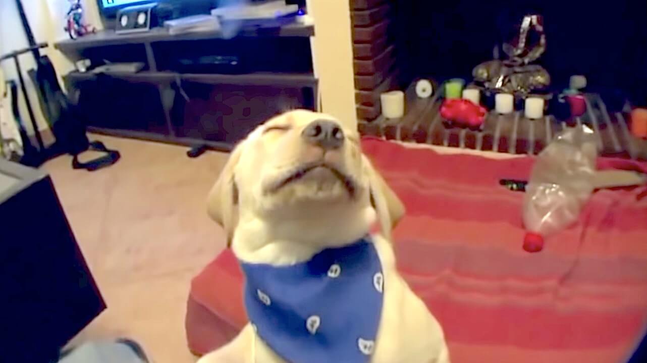 ラブラドールレトリーバー,動画