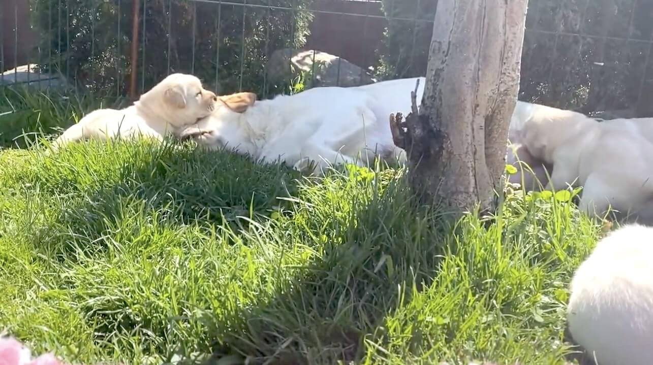 ラブラドールレトリーバー,動画