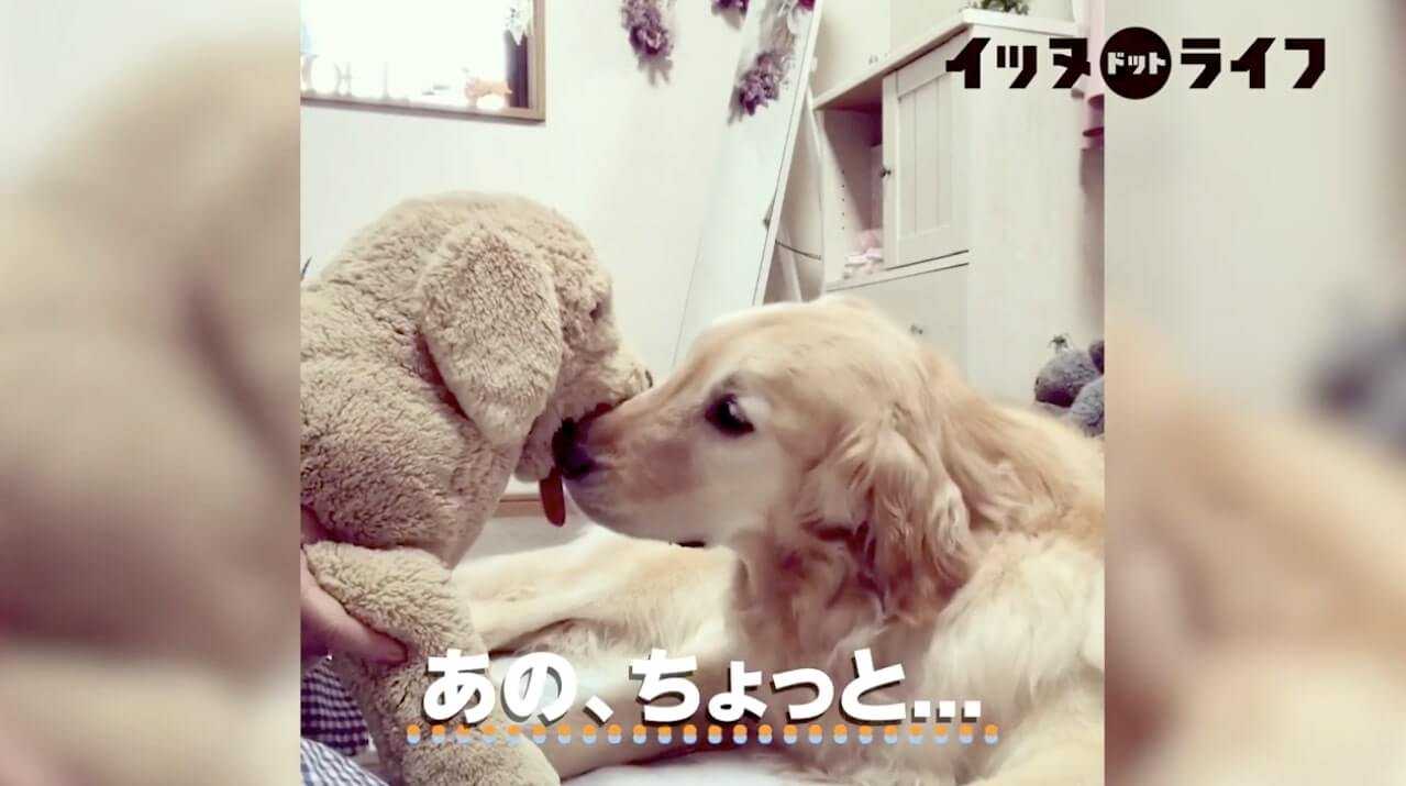 ゴールデン,動画,イッヌドットライフ