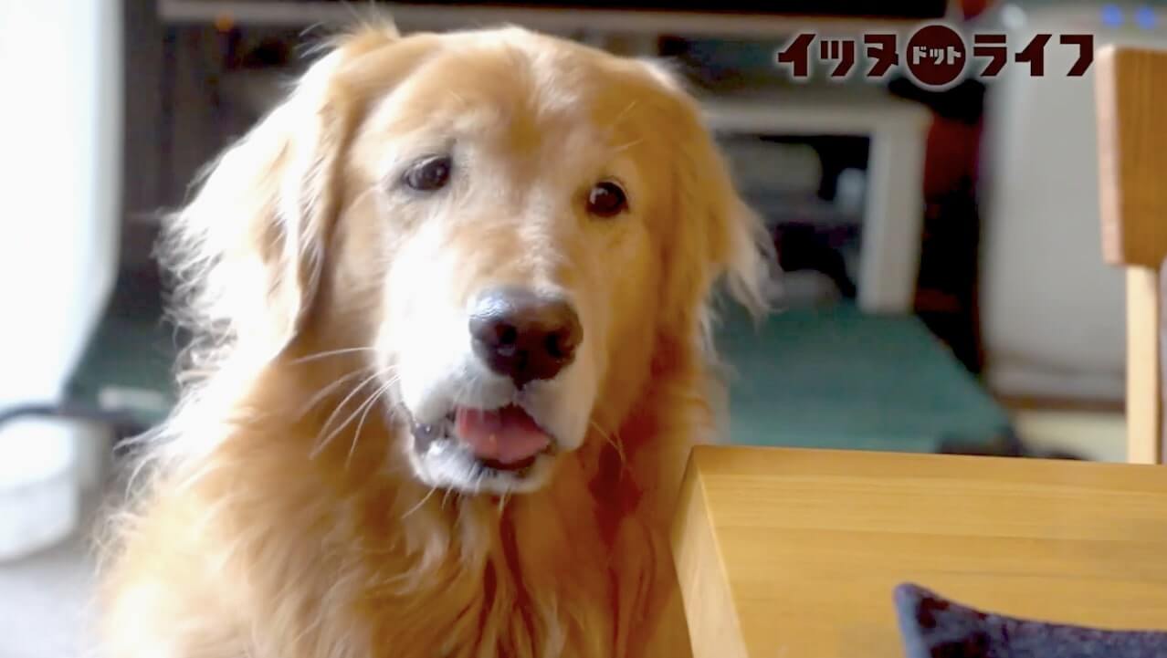 ゴールデン,動画,イッヌドットライフ