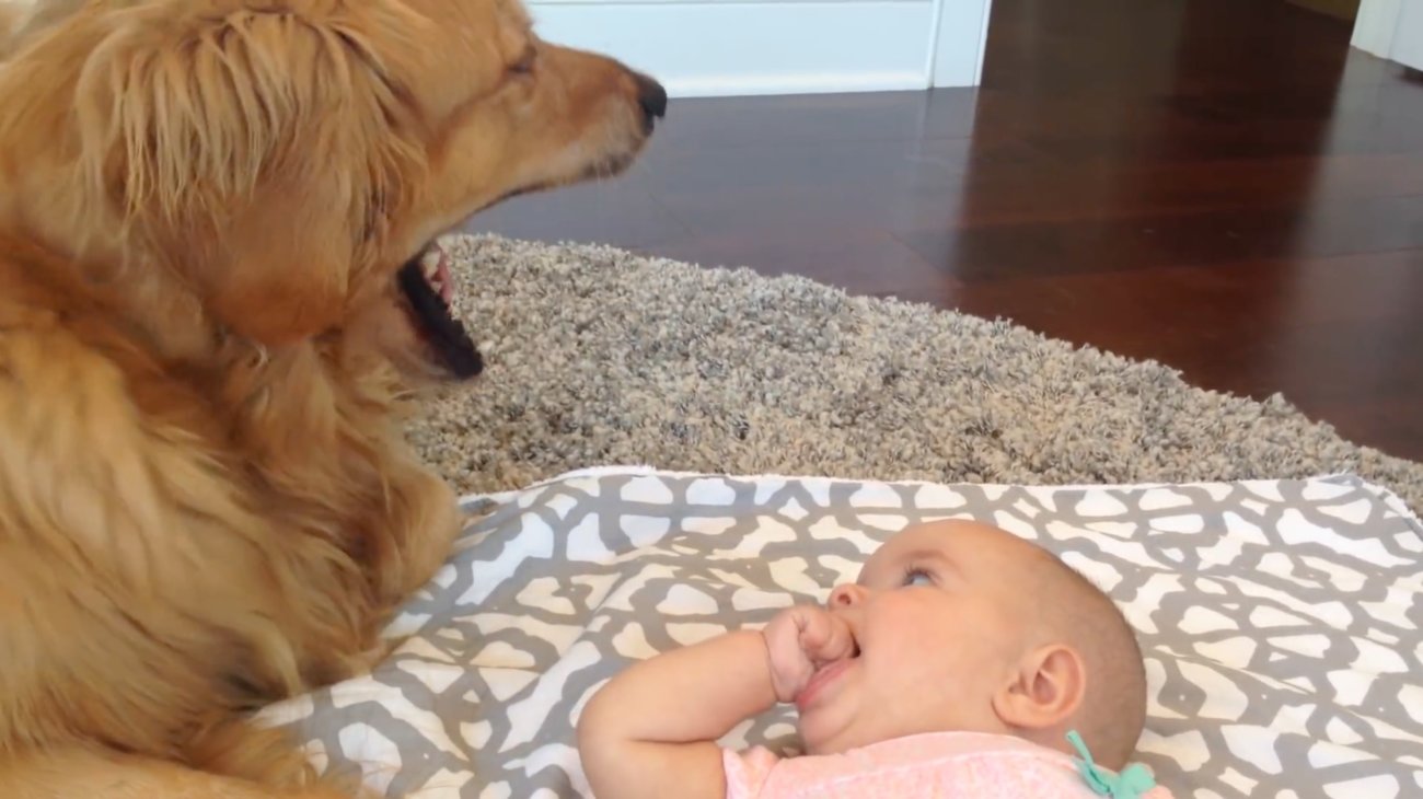 ゴールデンレトリーバー,動画