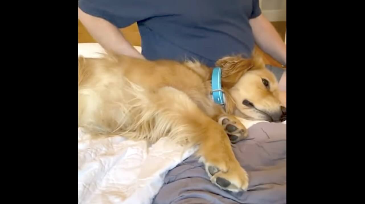 ゴールデンレトリーバー,動画