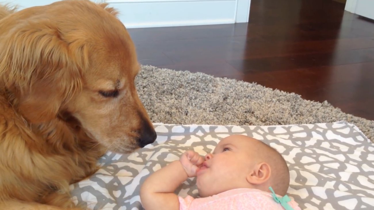 ゴールデンレトリーバー,動画