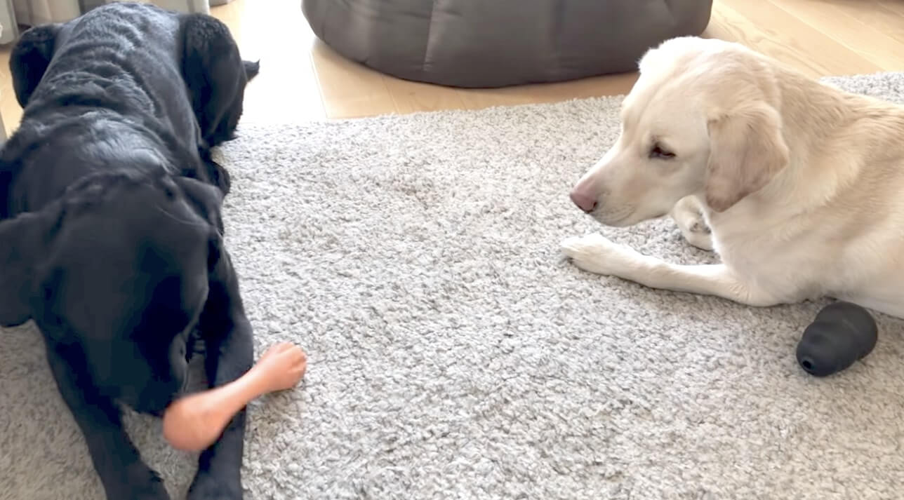 ラブラドールレトリーバー,動画