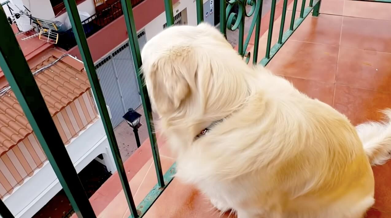 ゴールデンレトリーバー,動画