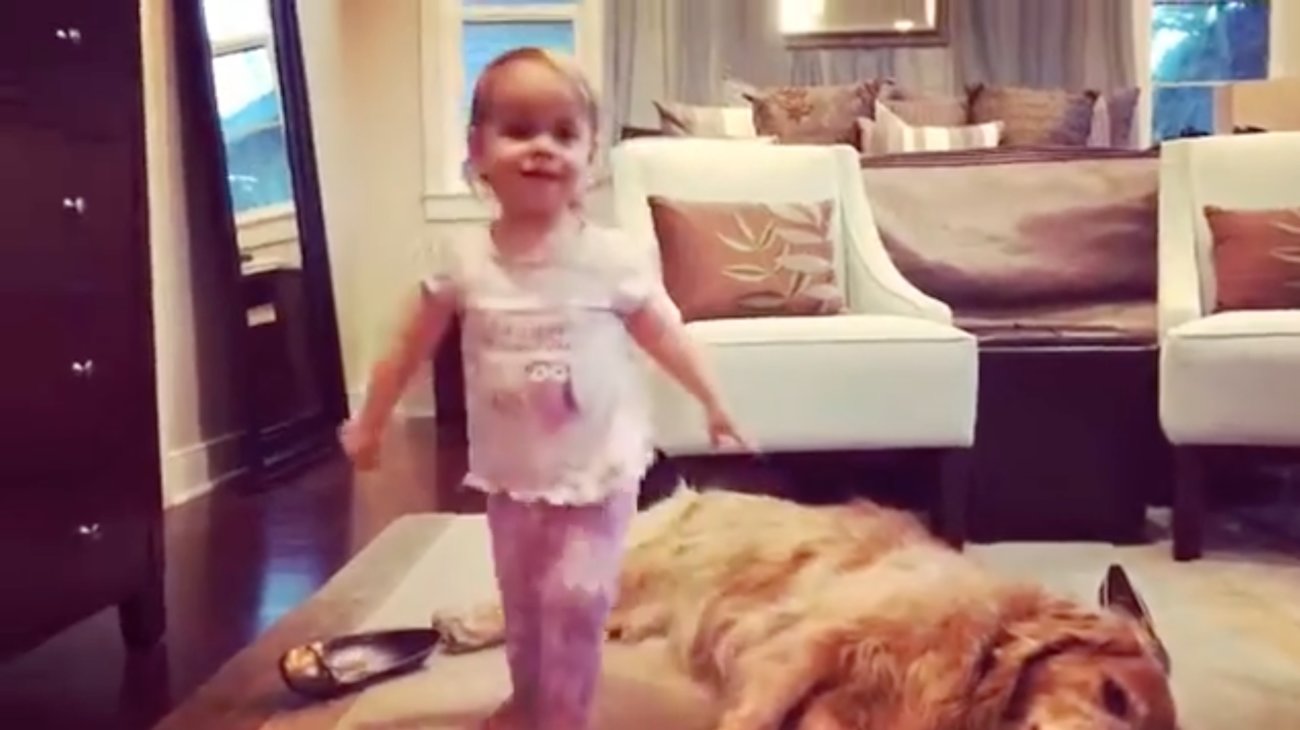 ゴールデンレトリーバー,動画