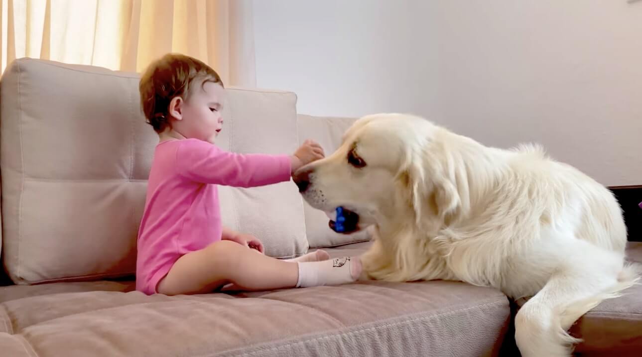 ゴールデンレトリーバー,動画