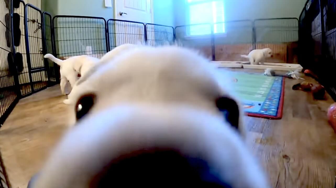 ラブラドールレトリーバー,動画