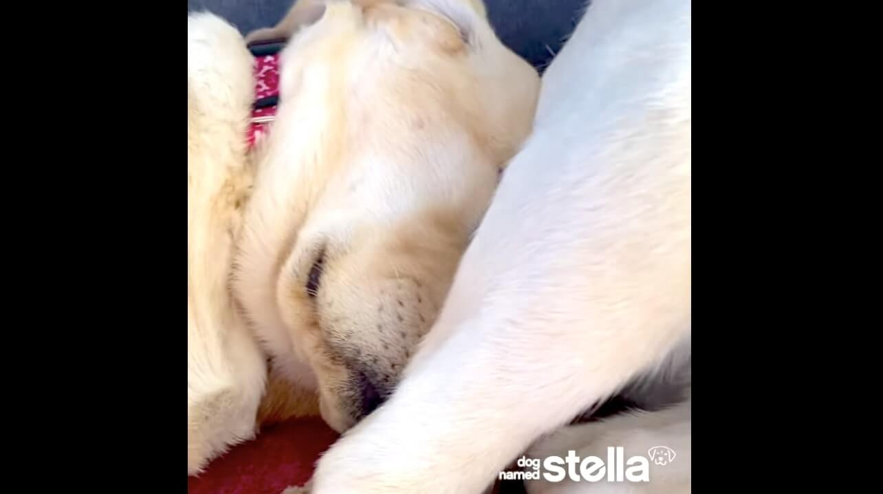 ラブラドールレトリーバー,動画