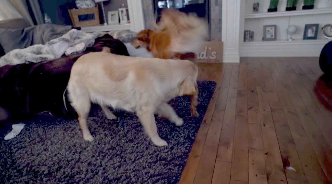 ゴールデンレトリーバー,動画