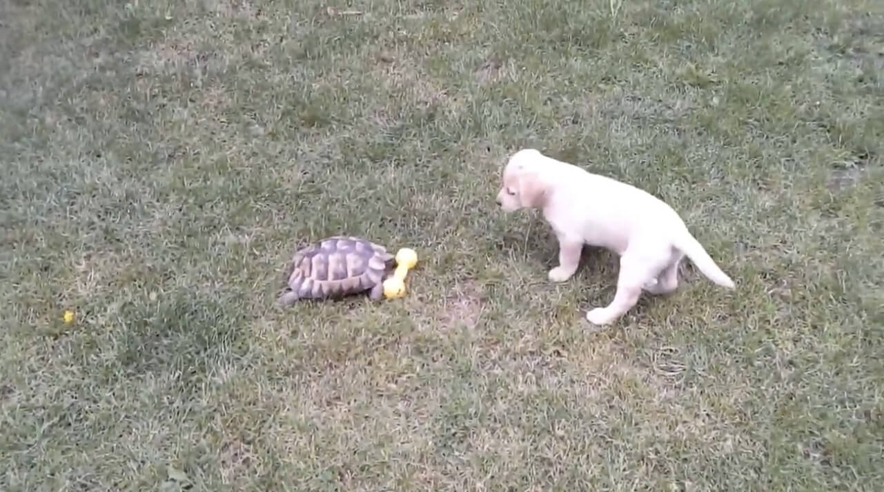 ラブラドールレトリーバー,動画