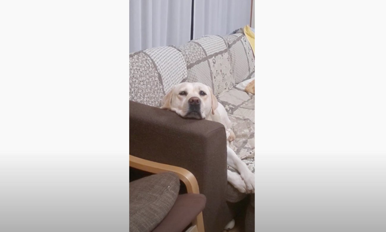 ラブラドールレトリーバー,動画