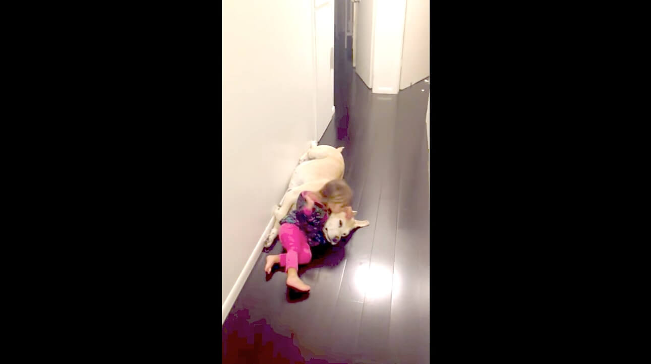 ラブラドールレトリーバー,動画