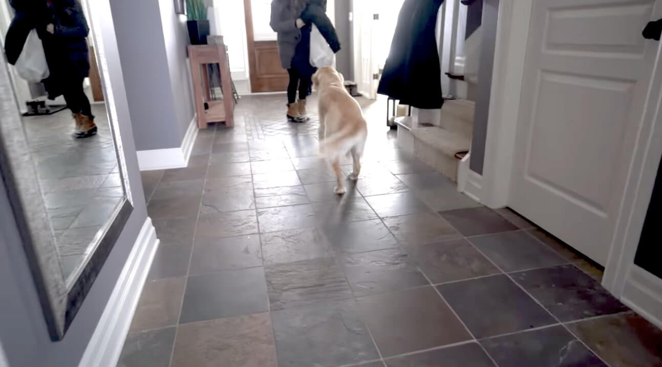 ゴールデンレトリーバー,動画