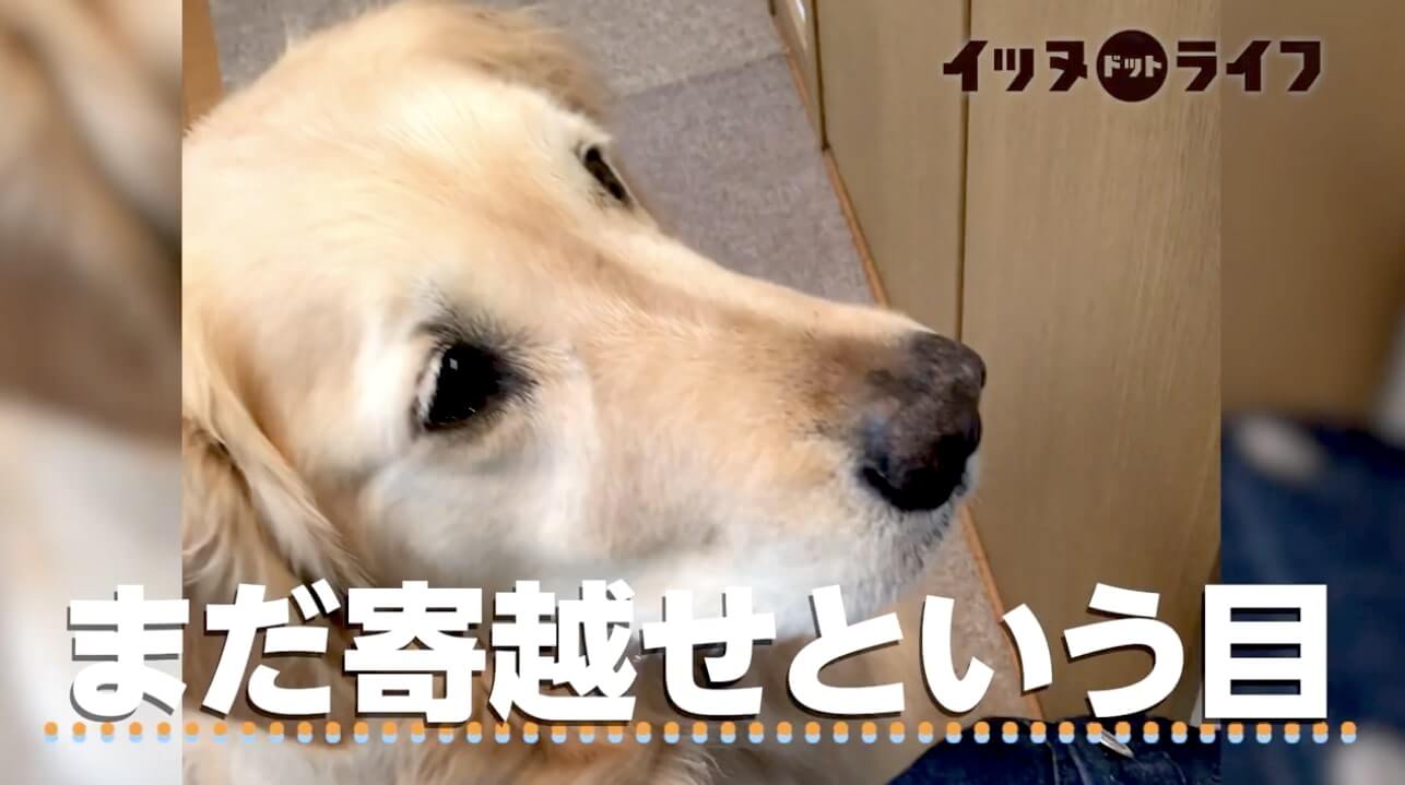 ゴールデン,動画,イッヌドットライフ