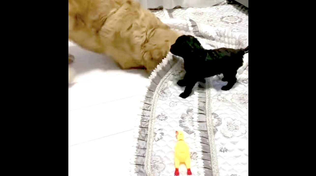 ゴールデンレトリーバー,動画