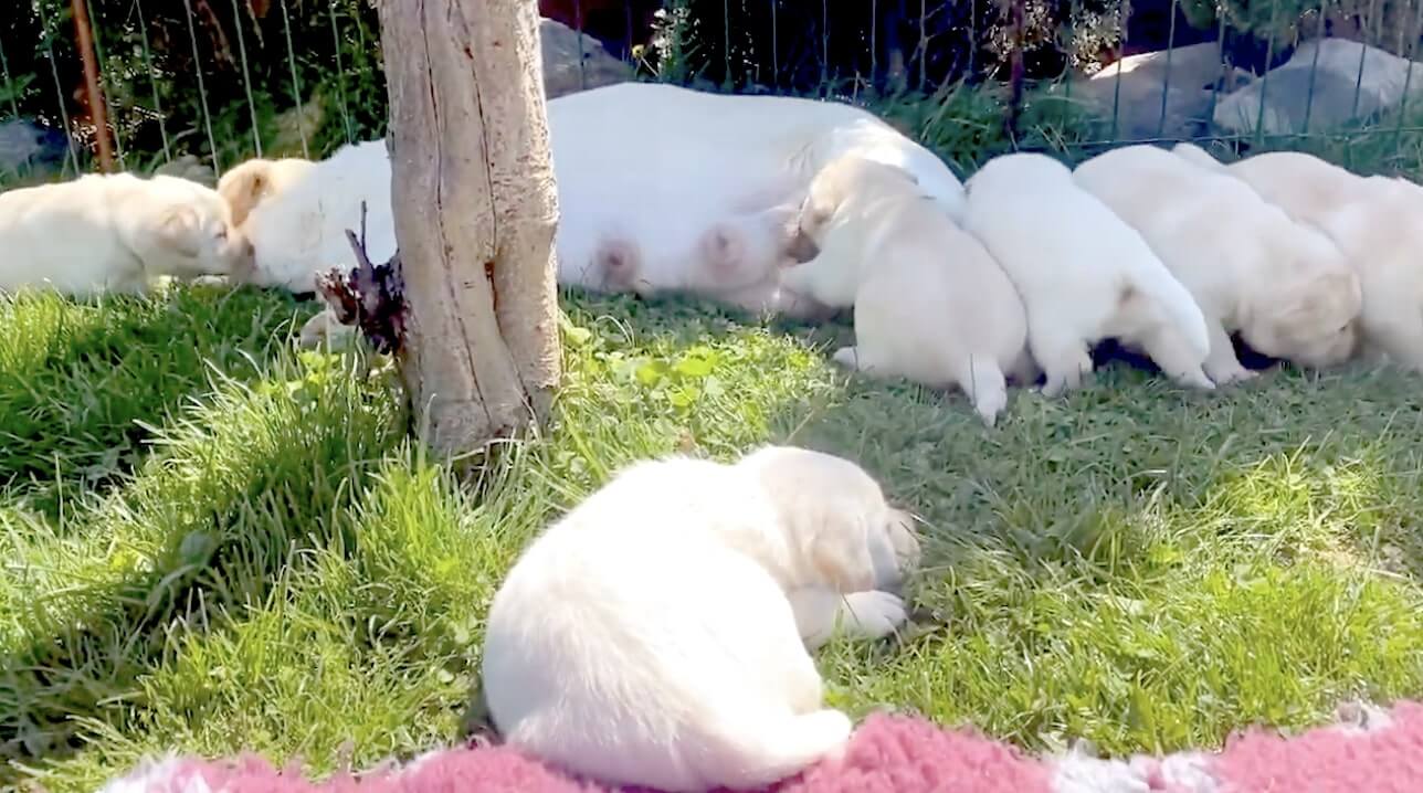 ラブラドールレトリーバー,動画