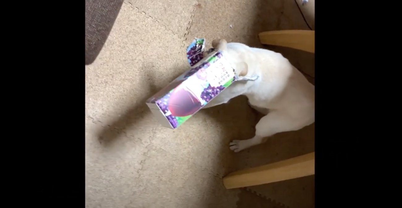 ラブラドールレトリーバー,動画