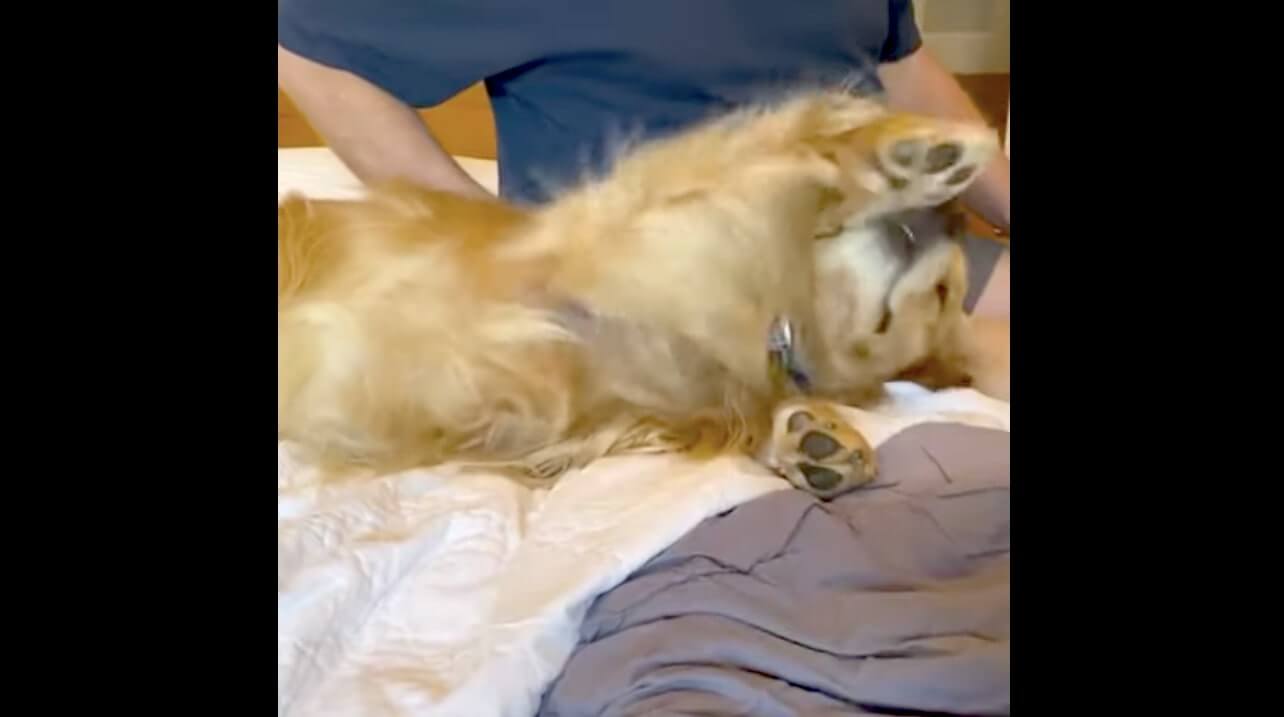 ゴールデンレトリーバー,動画