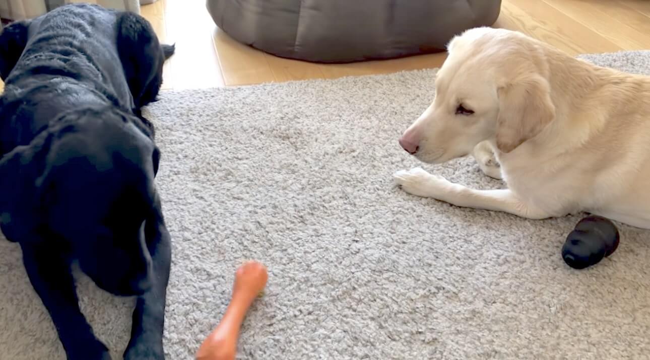 ラブラドールレトリーバー,動画