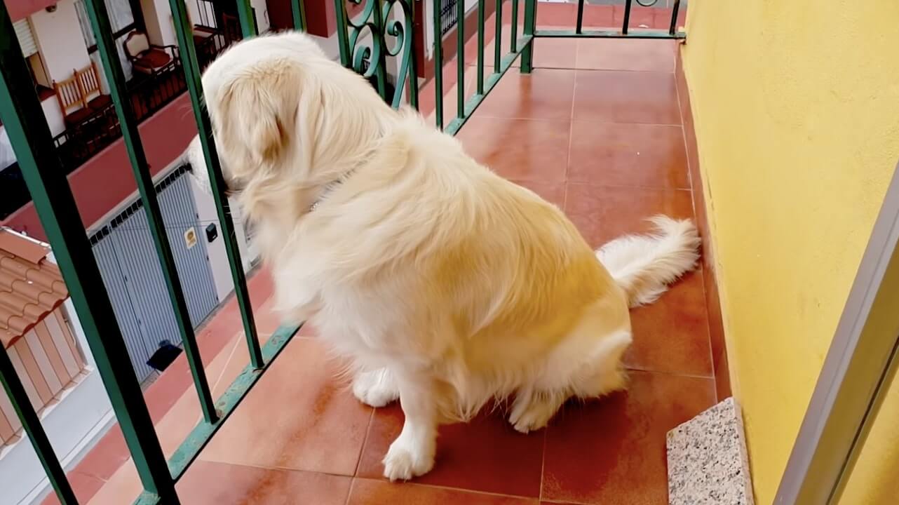 ゴールデンレトリーバー,動画