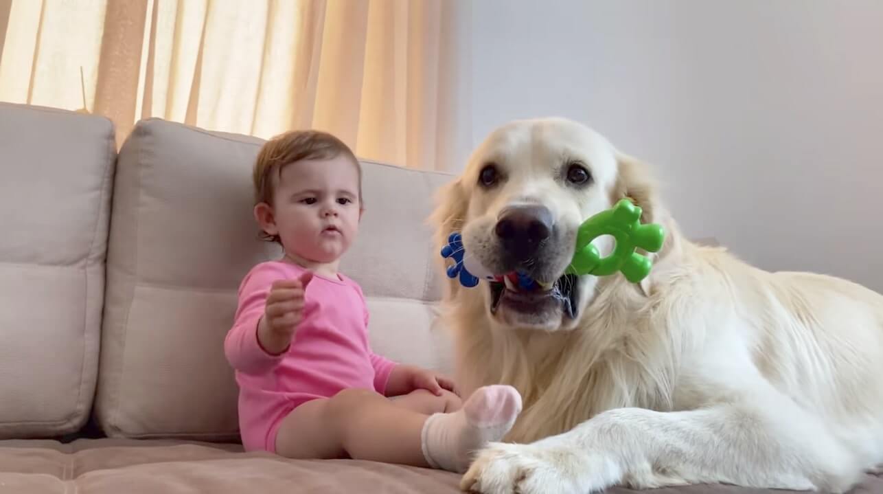 ゴールデンレトリーバー,動画