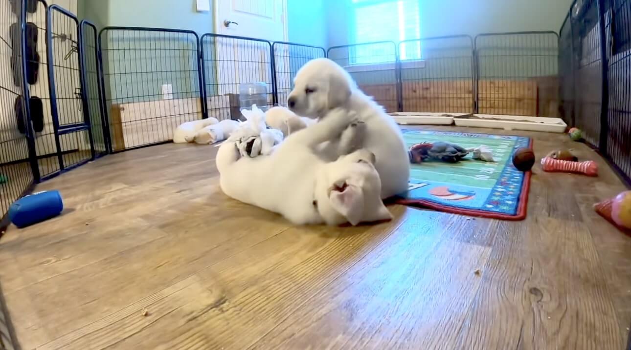 ラブラドールレトリーバー,動画