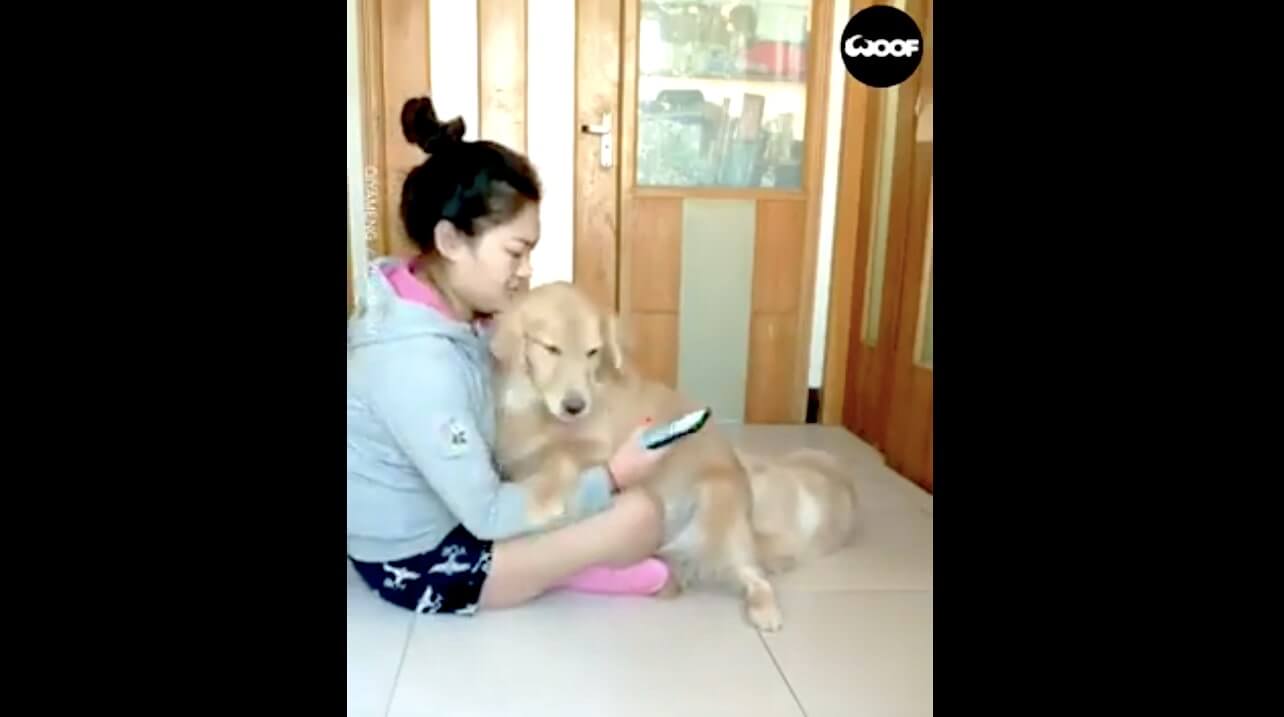 ゴールデンレトリーバー,動画