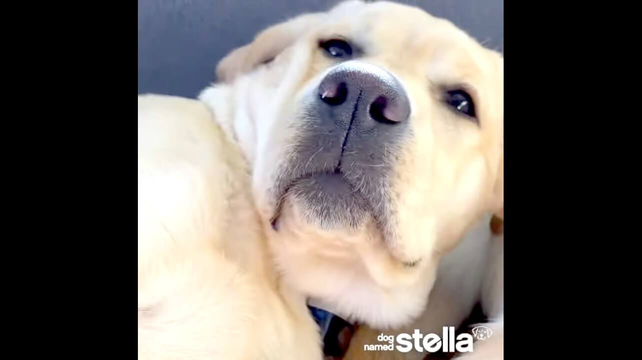 ラブラドールレトリーバー,動画