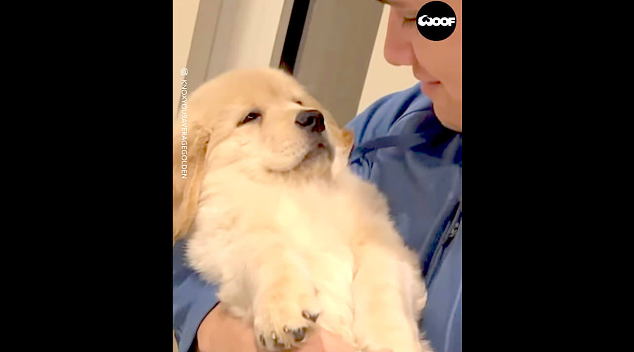 ゴールデンレトリーバー,動画