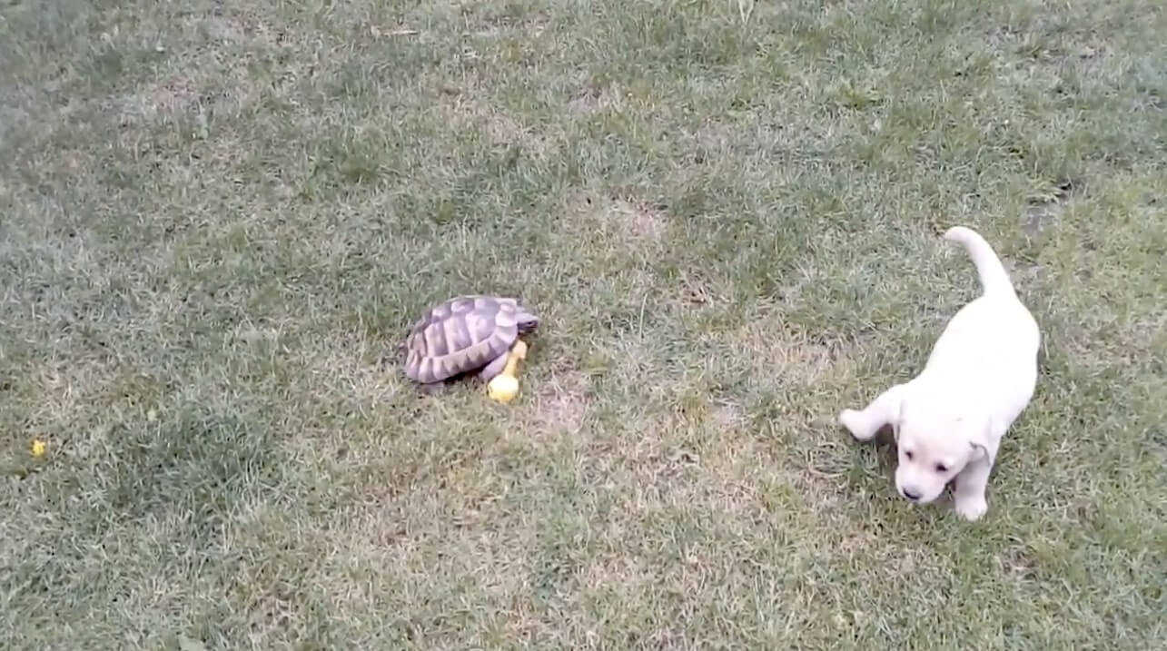 ラブラドールレトリーバー,動画