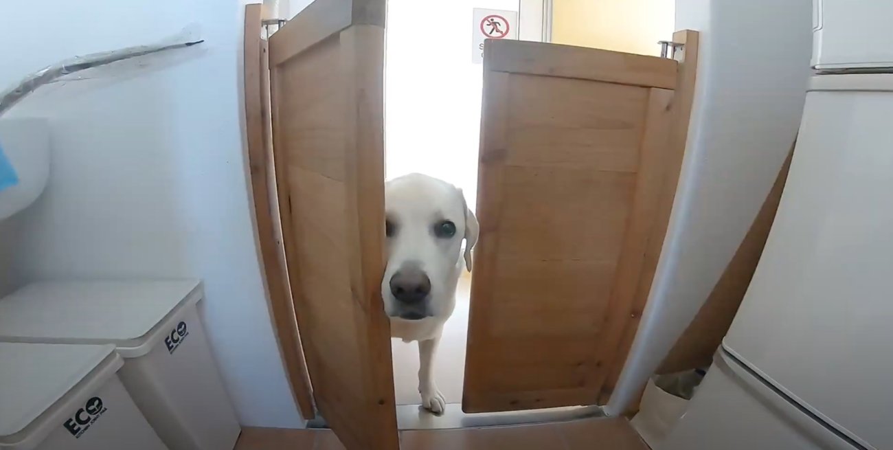 ラブラドールレトリーバー,動画